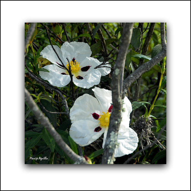 Flor de jara (Cistus)