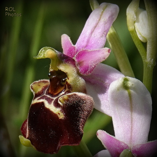 regard de l'Ophrys sauvage