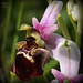 regard de l'Ophrys sauvage