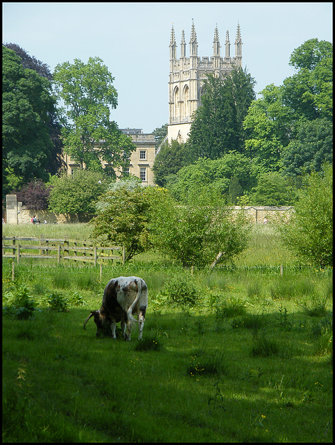 Oxford pastoral