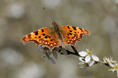 Comma on Blackthorn