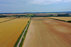 Dorset fields
