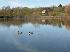 Two geese on a lake