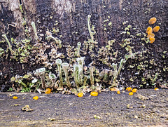 Lichen & Yellow fungi