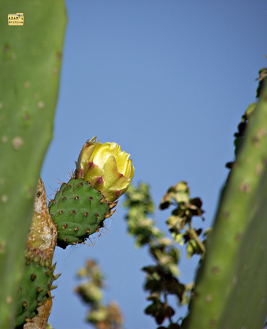 Cactus in bud 2