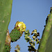 Cactus in bud 2