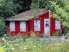 Red and White im NABU -Garten