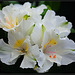 ~ Rhododendron ~