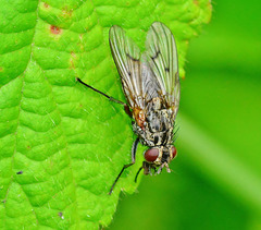 Fly. family Tachinidae
