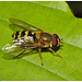 Hoverfly IMG_0955