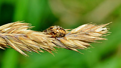 Curled-up Spider on Grass