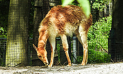 20210709 1660CPw [D~OS] Vikunja (Vicugna vicugna), Zoo Osnabrück