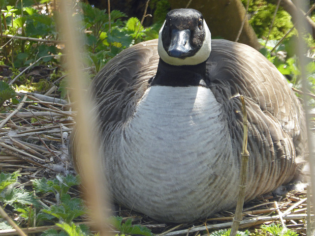 Canada goose on a nest