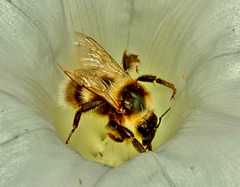 Bee in Bindweed