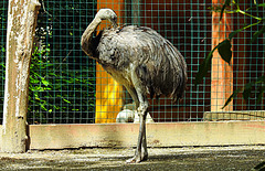 20210709 1661CPw [D~OS] Nandu (Rhea americana), Zoo Osnabrück