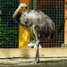 20210709 1661CPw [D~OS] Nandu (Rhea americana), Zoo Osnabrück