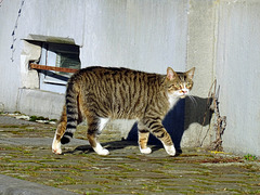 ''The  stationscat''2