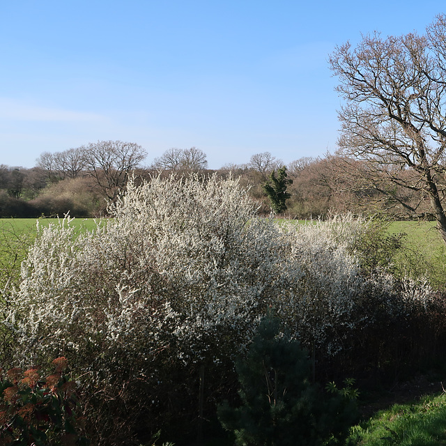 Blackthorn in the hedgerow