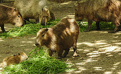 20210709 1662CPw [D~OS] Wasserschwein, Zoo Osnabrück