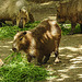 20210709 1662CPw [D~OS] Wasserschwein, Zoo Osnabrück