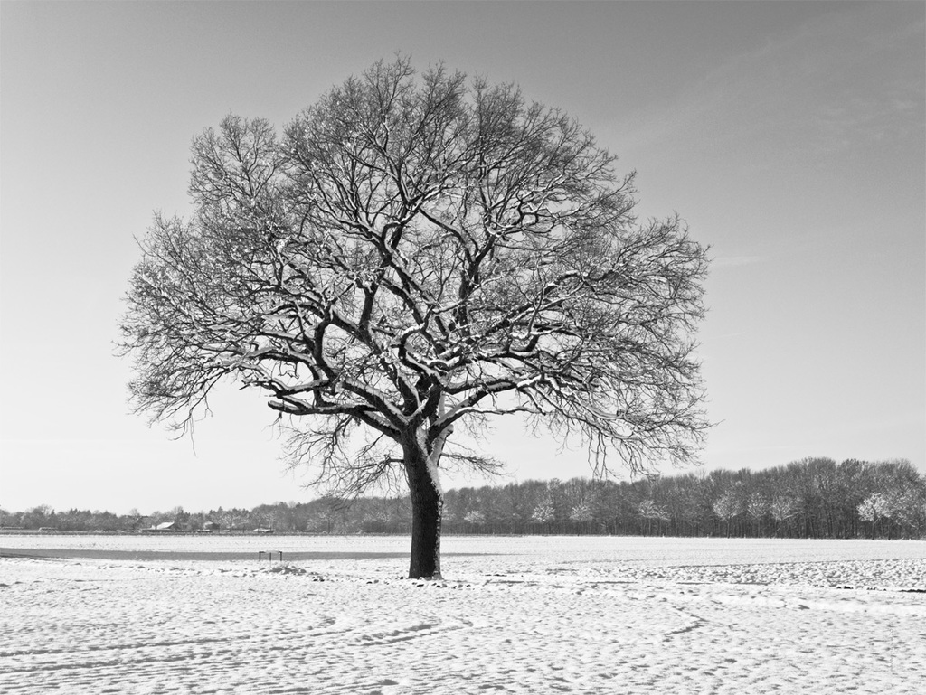 -11° Celsius - the tree