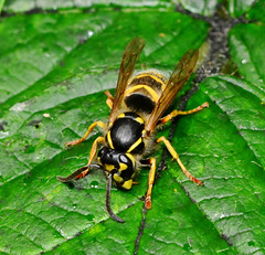 Wasp. Vespula vulgaris