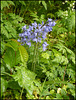 spring bluebells