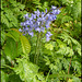 spring bluebells