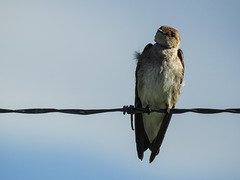 Northern Rough-winged Swallow / Stelgidopteryx serripennis