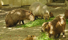 20210709 1663CPw [D~OS] Wasserschwein, Zoo Osnabrück