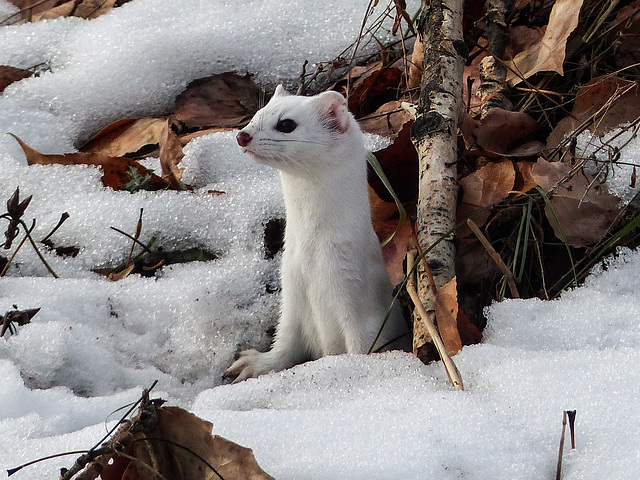 Long-tailed Weasel