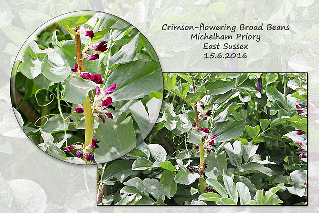 Crimson-flowering Broad bean - Michelham Priory - 15.6.2016
