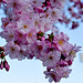 Wonderful World-Japanische Blütenkirsche