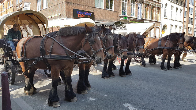 Beautiful draft horses patiently in a row