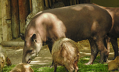 20210709 1664CPw [D~OS] Flachlandtapir, Wasserschwein, Zoo Osnabrück