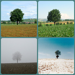 le quattro stagioni