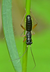 Bug. Pithanus maerkeli