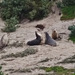 sea lions!
