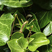 Juvenile Cricket on the Ivy