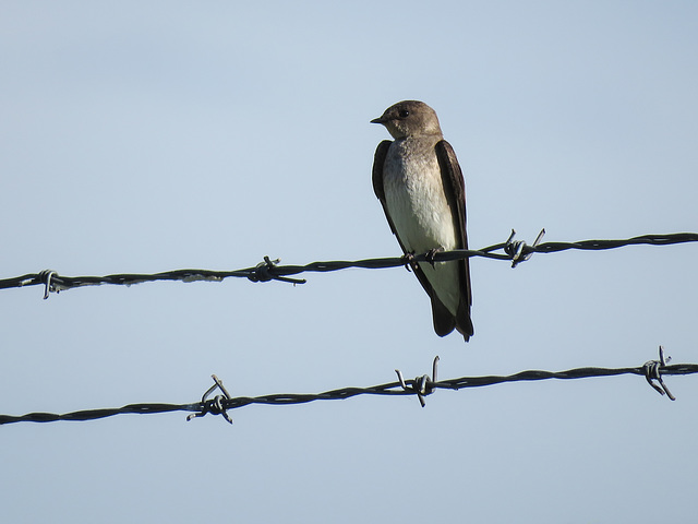 Northern Rough-winged Swallow / Stelgidopteryx serripennis