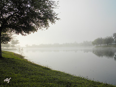 morning mist in florida