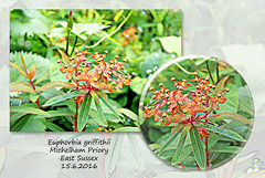 Euphorbia griffithii - Michelham Priory - 15.6.2016