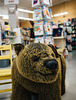 Bookstore Bear
