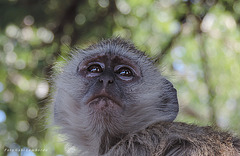 vervet monkey (seen in Botswana)