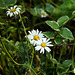 Daisies in August