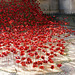 Close photograph of poppies, Weeping windows exhibit, St Georges Hall, Liverpool.