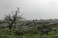 Barren Burren