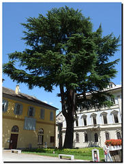 Il cedro in Piazza Rovereto a Domodossola