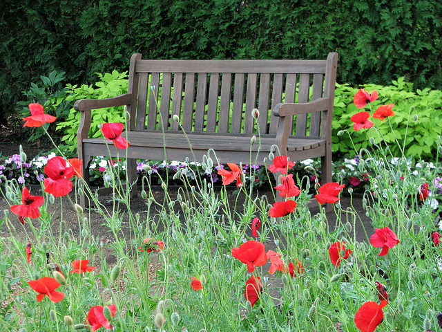 Sit Among the Poppies