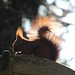 Eichhörnchen im Winterfell